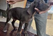 Brac German –păr scurt – 7 săptămâni